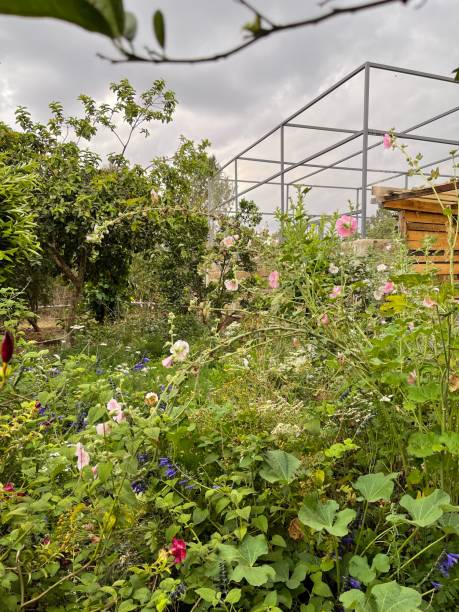 istock Rambling ornamental garden 1407816263