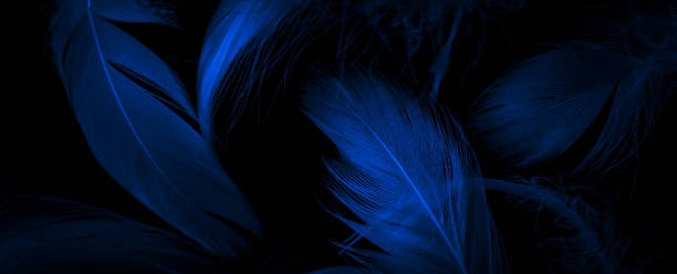 istock blue duck feathers on a black isolated background 1407816304