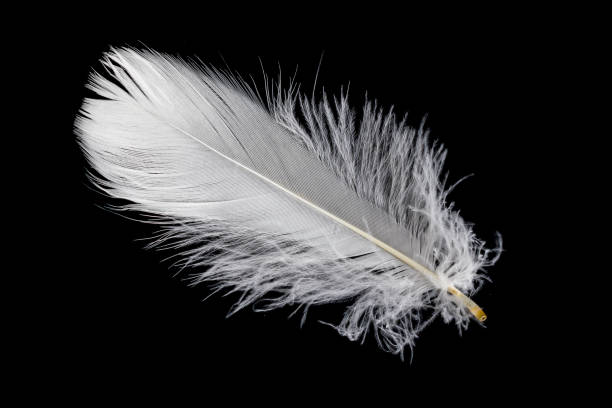 istock white feather of a goose on a black background 1407816358