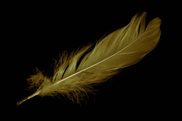 istock gold feather goose on a black isolated background 1407816389