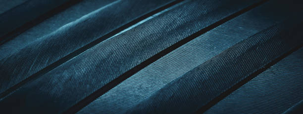 istock blue feather pigeon macro photo. texture or background 1407816393
