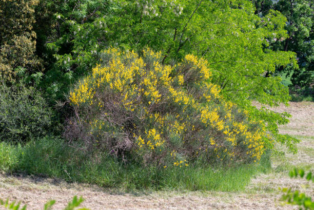 istock Shrub of yellow broom under the spring sun. 1407816420