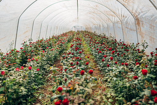 Large industrial greenhouse with roses