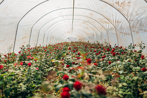 Red roses growing inside a greenhouse