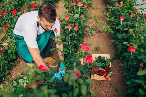 A botanist with gardening gloves cuts roses from the greenhouse, which he puts in a basket with flowers