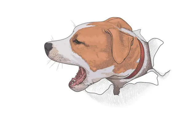 Vector illustration of The head of an angry barking dog peeps out of torn white paper. Vector illustration, EPS 10. Concept of protection, aggression and fear. American Staffordshire Terrier.