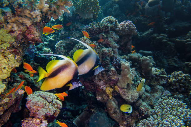 海のサンゴ礁とバナーフィッシュ - beauty in nature coral angelfish fish ストックフォトと画像