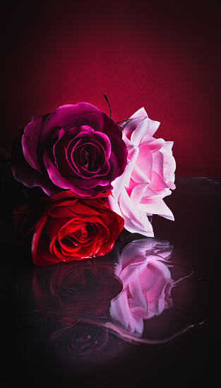 Close-up of roses of various colors, reflected in a dark glass, with red background.