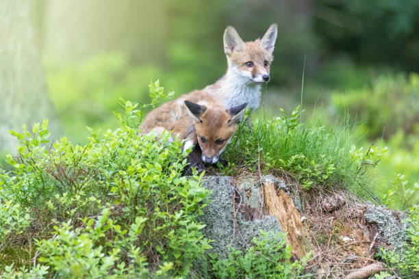 istock Pair of fox cubs posing in the forest. 1407819228
