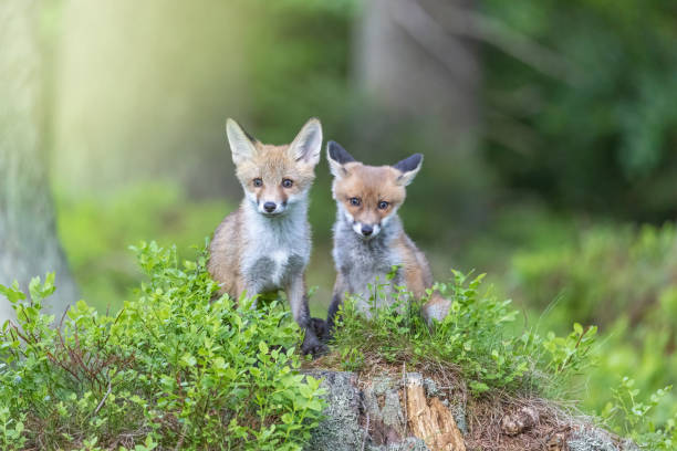 istock Pair of fox cubs posing in the forest looking at the camera. 1407819254