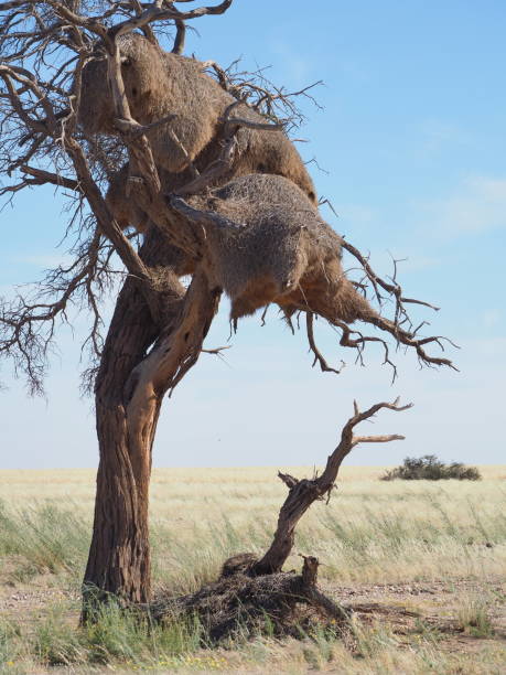 The nesting colonies of the sociable weaver are amongst the largest bird-created structures. Namib-Naukluft national Park, Namibia