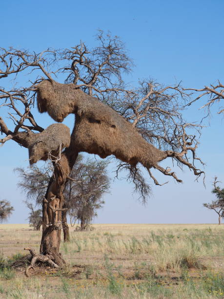 istock A large nest of sociable weavers on a tree 1407820044