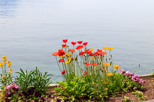 Beautiful colorful poppies growing in a flower bed by the lake