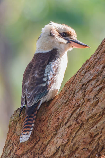 istock Laughing Kookaburra on a gum tree branch 1407821145