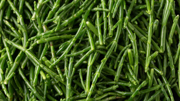 Fresh raw samphire. close up, background, texture. Fresh raw samphire. close up, background texture salicornia europaea stock pictures, royalty-free photos & images