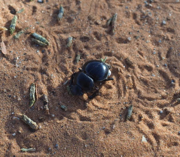 istock beetle on the sand and tracks 1407822390
