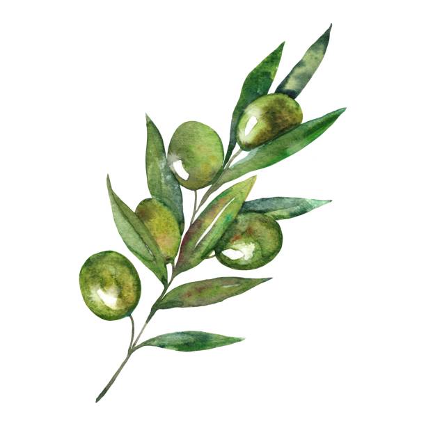ilustraciones, imágenes clip art, dibujos animados e iconos de stock de acuarela botánica clipart de rama de olivo verde - classical greek text alphabet typescript
