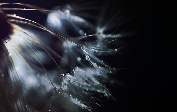 dente di leone astratto con gocce d'acqua su uno sfondo nero con spazio per il testo - dandelion water dandelion seed dew foto e immagini stock