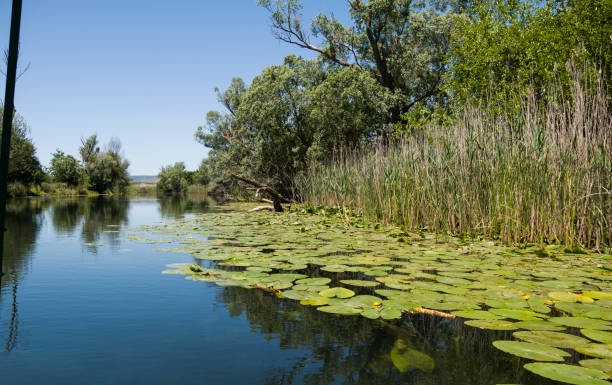 bela vista paisagística no pantanal - lake tranquil scene landscape zen like - fotografias e filmes do acervo
