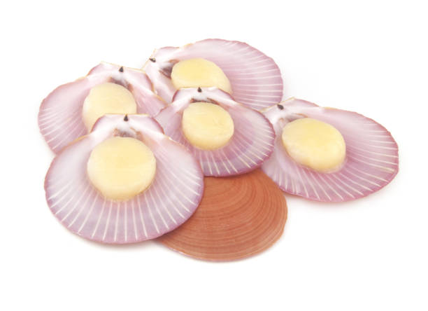 istock Several raw scallop seashells isolated on white 1407823310