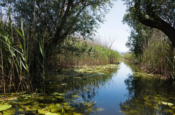 Water canal trough dense green swamp forest. Tourist route in the swamp area.