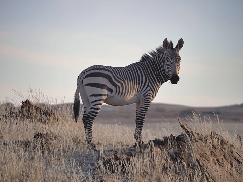 Hartmann's mountain zebra (Equus zebra hartmannae)  in Namib-Naukluft national Park, Namibia