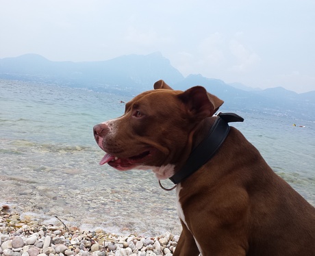My Pitbull in Torri del Benaco on Lake Garda