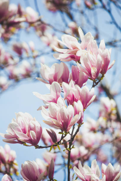 Branch of magnolia tree in bloom during springtime