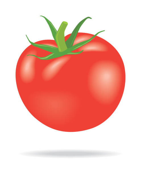 illustrazioni stock, clip art, cartoni animati e icone di tendenza di pomodoro - white background healthy eating meal salad