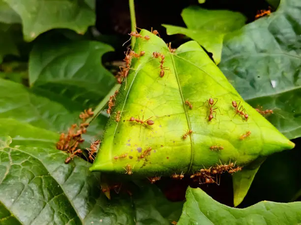 Photo of Closeup shot of an ant colony build in a green leaf with ants