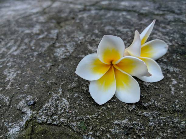 istock flowers that fall to the ground with beautiful colors 1407826412
