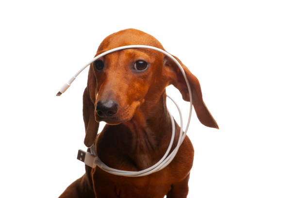 istock image of dog charge cable white background 1407826986