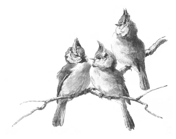 Vintage engraved illustration isolated on white background - Birds (crested tit) on branch