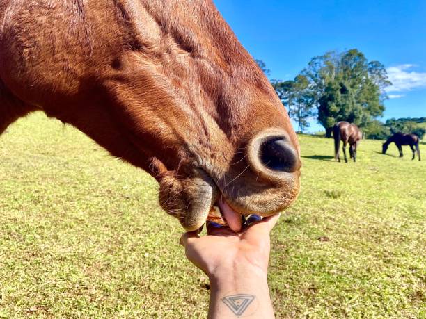 istock Horse Licking Hand in Paddock 1407827057