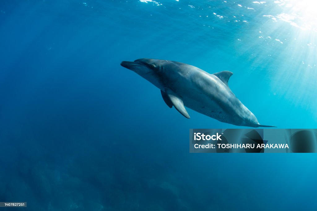 Un dauphin et le soleil - Photo de Dauphin libre de droits Un dauphin et le soleil - Photo de Dauphin libre de droits