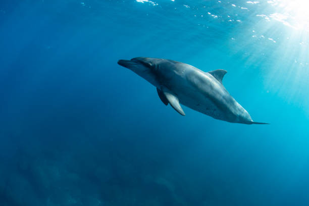 イルカ1頭と太陽の光 - below sea level ストックフォトと画像