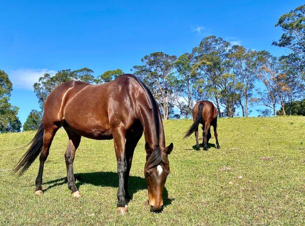 Horses Grazing Country Grass stock photo