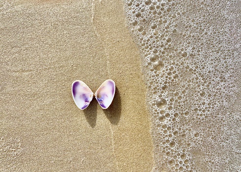 Horizontal looking down to butterfly shell on shoreline sand with sea foam from wave on Byron Bay beach Australia