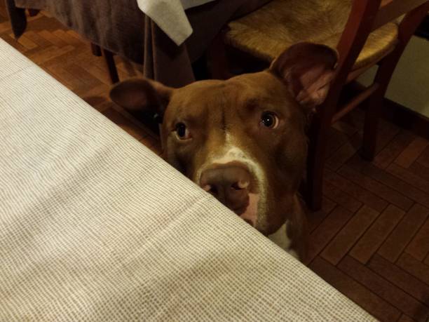istock My Pitbull in the restaurant 1407828039