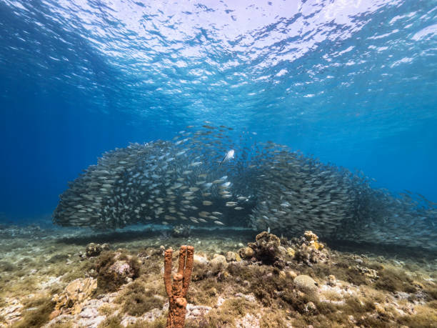 Seascape with Bait Ball, School of Fish, Mackerel fish in the coral reef of the Caribbean Sea, Curacao stock photo