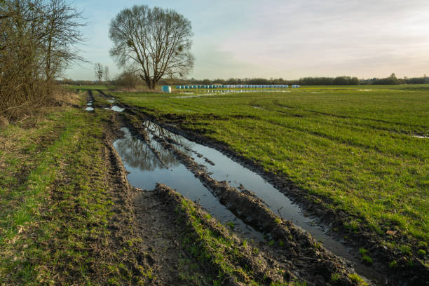 istock Water on a country road and a big tree 1407828969
