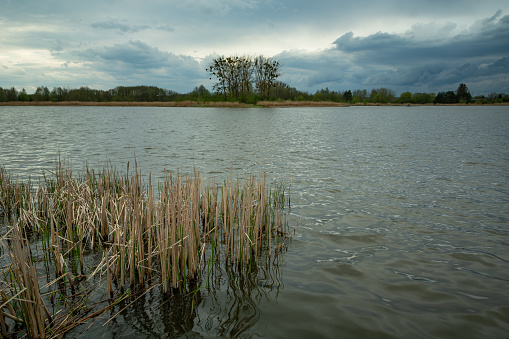 Reeds in a calm lake and cloudy skies, spring evening