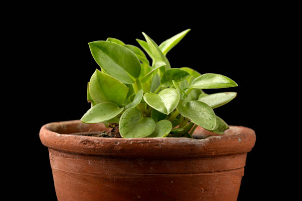 peperomia orba pixie lime succulenta pianta d'appartamento che cresce in vaso di terracotta rustica - perennial leaf fruit tropical fruit foto e immagini stock