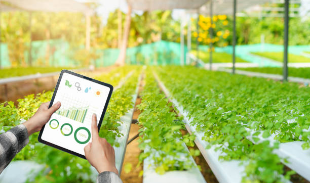 istock Farmers healthy hydroponic vegetables. She uses tablet technology to control plant growth factors 1407829357