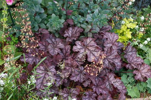 red heuchera Chocolate Ruffles planted in mixed border in summer garden.