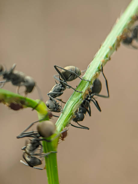 istock Polyrhachis dives ant on plant,macro photoshoot 1407829905