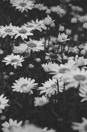 Large number of flowering daisies in black and white 35mm film.