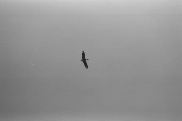 A stork flying across the sky, 35mm