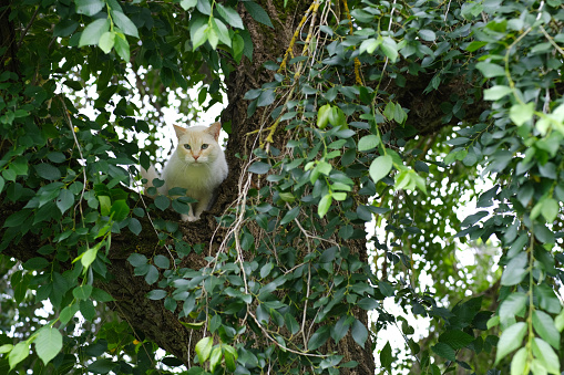 A white cat in a tree hunting for birds