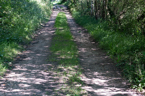 Dappled sunlight on a rural country lane